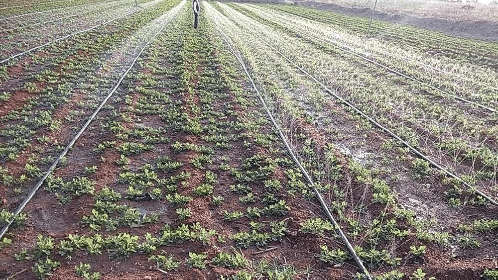 Best Rain Pipe Models for Groundnut Cultivation